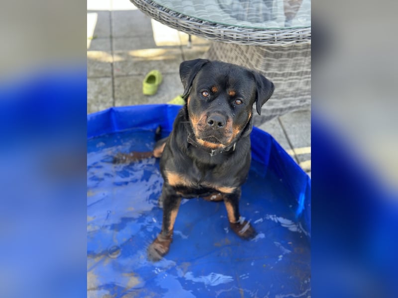 Aimy sucht ein neues Zuhause
