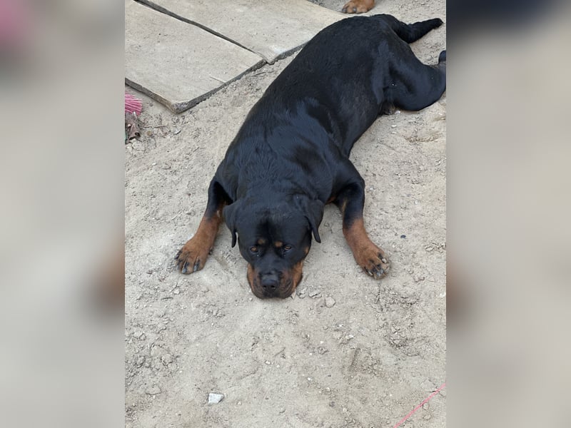 Aimy sucht ein neues Zuhause