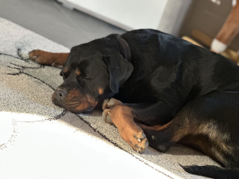 Aimy sucht ein neues Zuhause