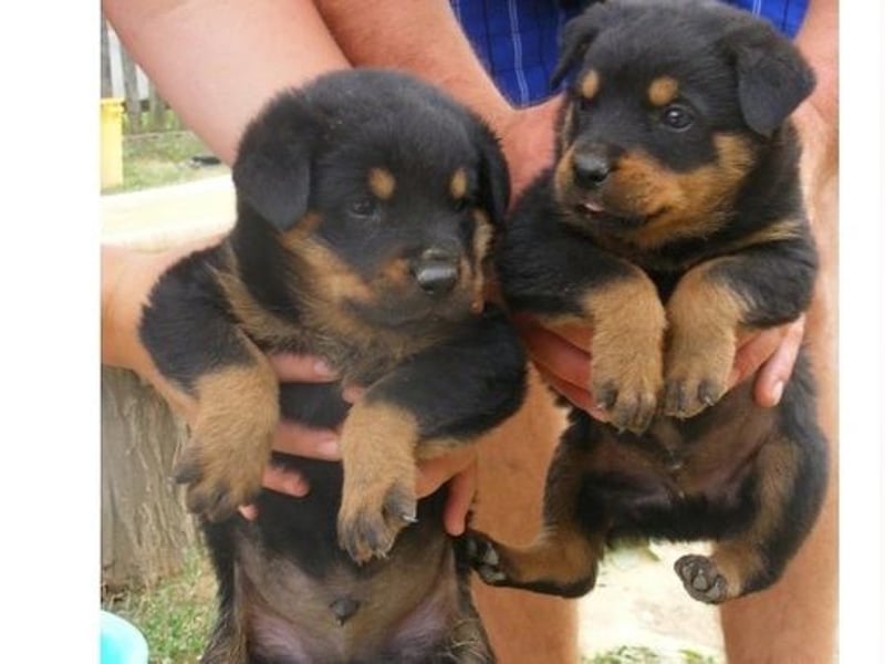 Rottweiler    Hündin – geimpft, entwurmt, gechipt, mit EU-Heimtierausweis Rottweiler    Hündin – geimpft, entwurmt, gechipt, mit EU-Heimtierausweis