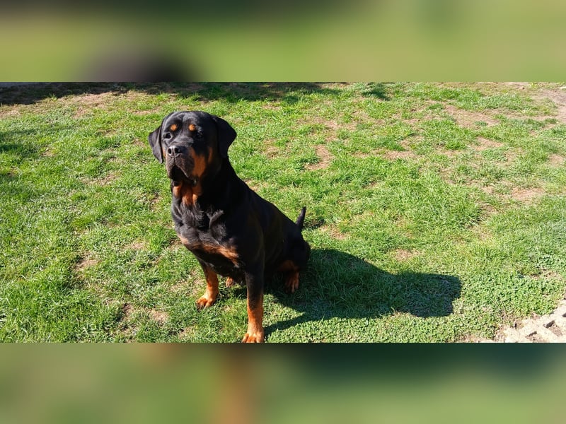 Rottweiler Hündin mit ADRK Papieren