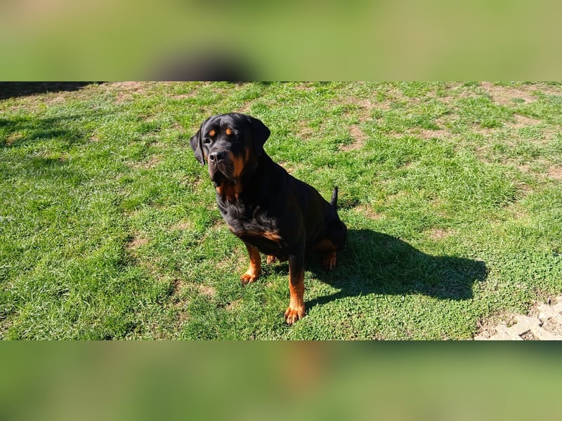 Rottweiler Hündin mit ADRK Papieren