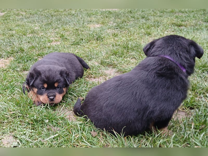 Welpen mit ADRK Papieren