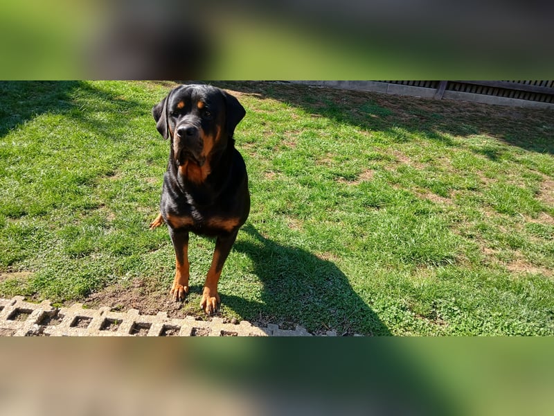 Rottweiler Hündin mit ADRK Papieren