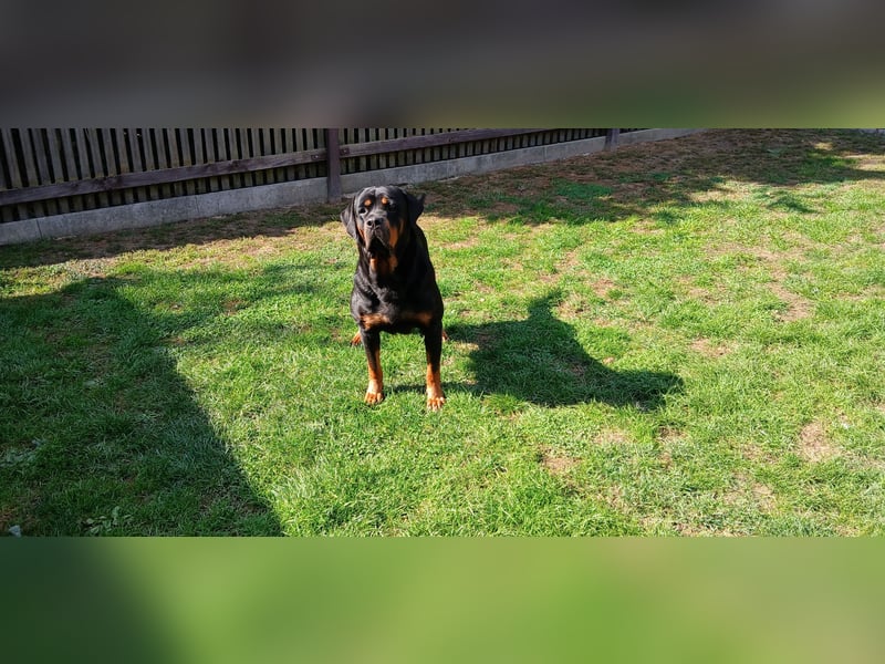 Rottweiler Hündin mit ADRK Papieren