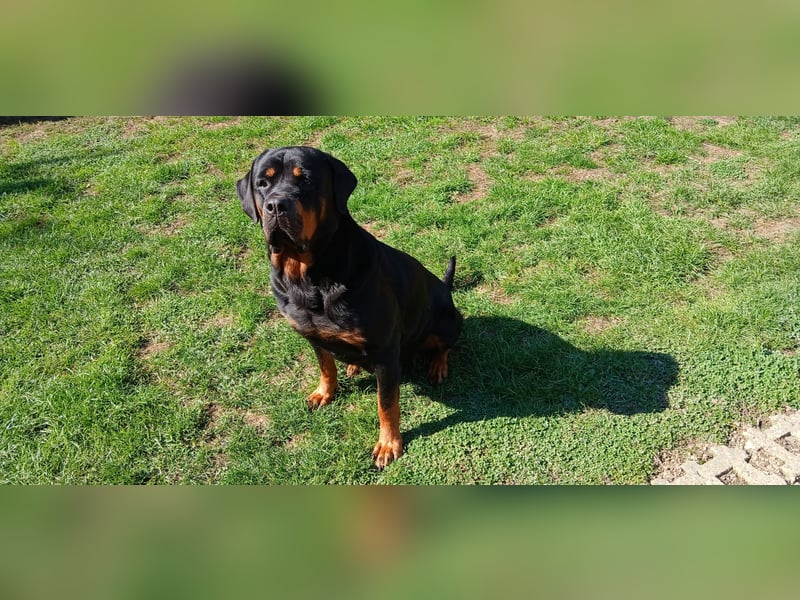 Rottweiler Hündin mit ADRK Papieren