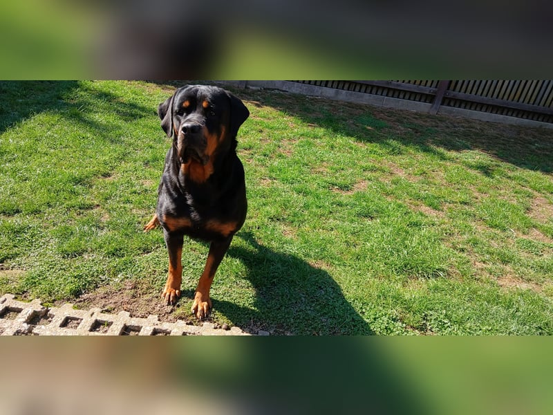 Rottweiler Hündin mit ADRK Papieren
