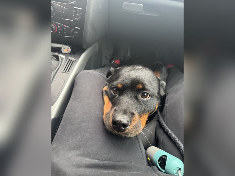 Katniss Rottweiler 8 Jahre alt