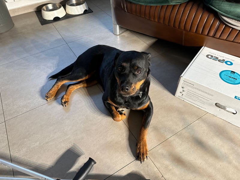Katniss Rottweiler 8 Jahre alt