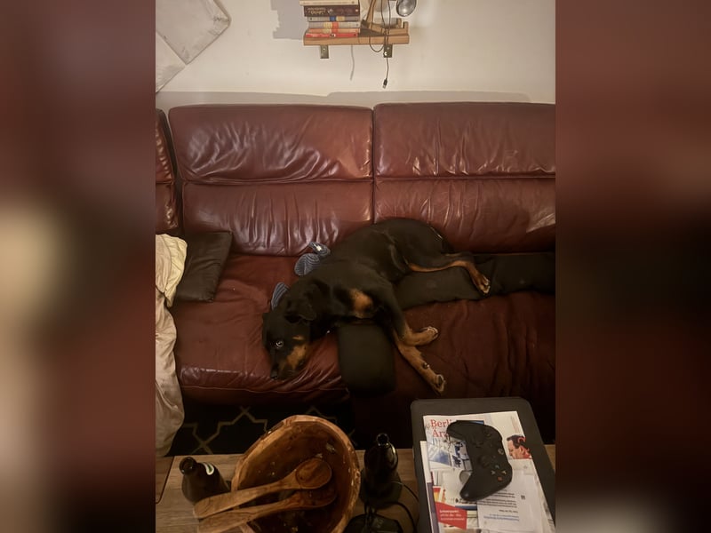 Katniss Rottweiler 8 Jahre alt