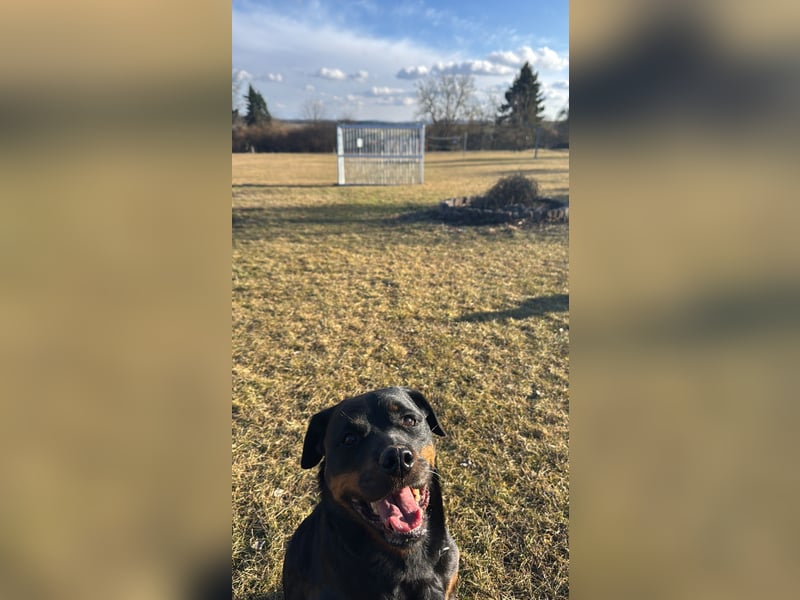 Katniss Rottweiler 8 Jahre alt