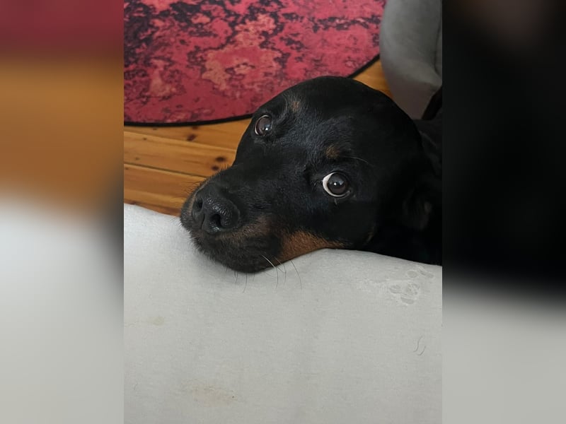 Katniss Rottweiler 8 Jahre alt