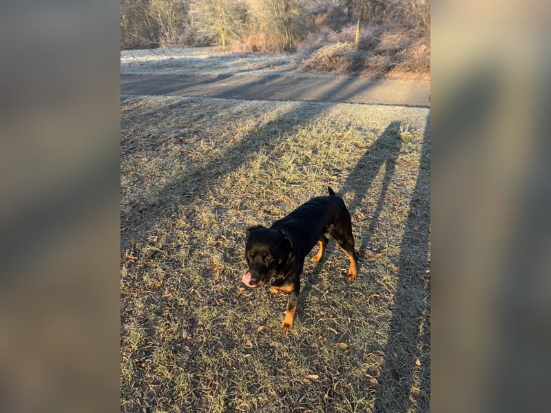 Katniss Rottweiler 8 Jahre alt