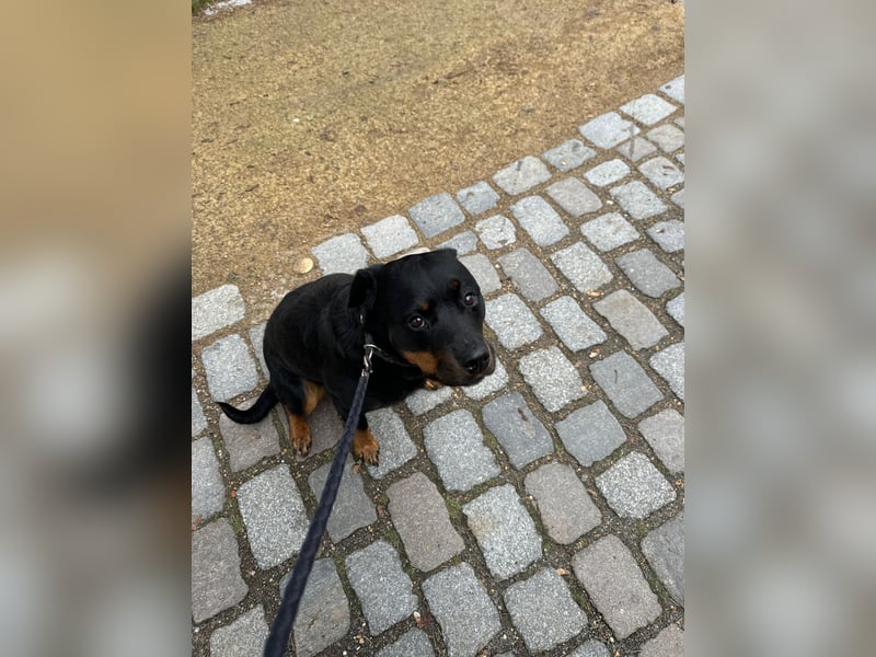 Katniss Rottweiler 8 Jahre alt