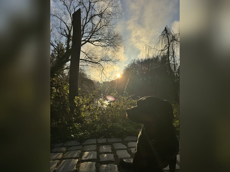 Katniss Rottweiler 8 Jahre alt