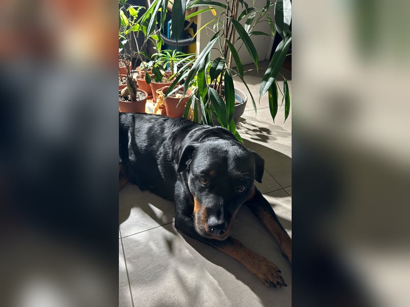 Katniss Rottweiler 8 Jahre alt