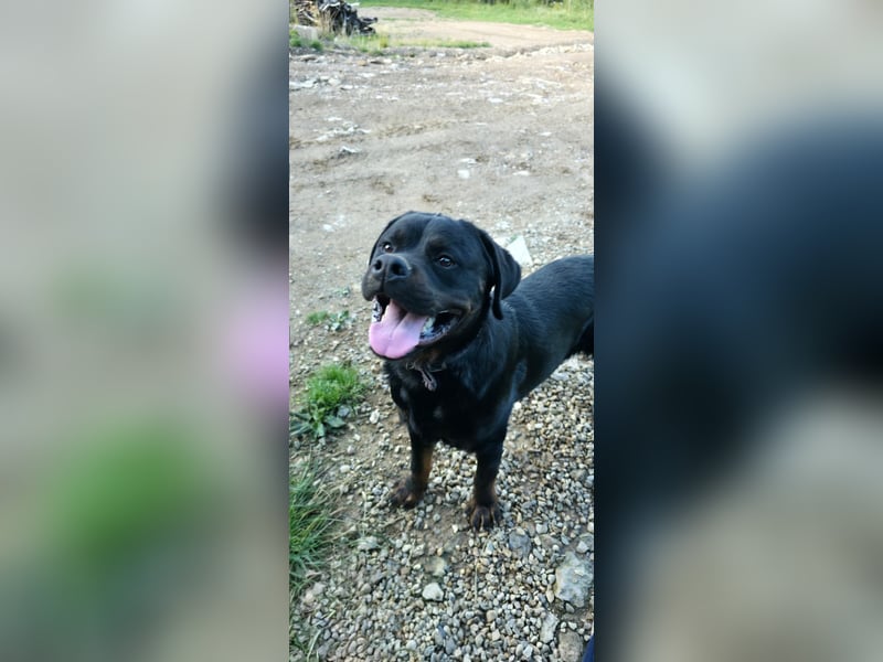 Rottweiler Rottweiler
