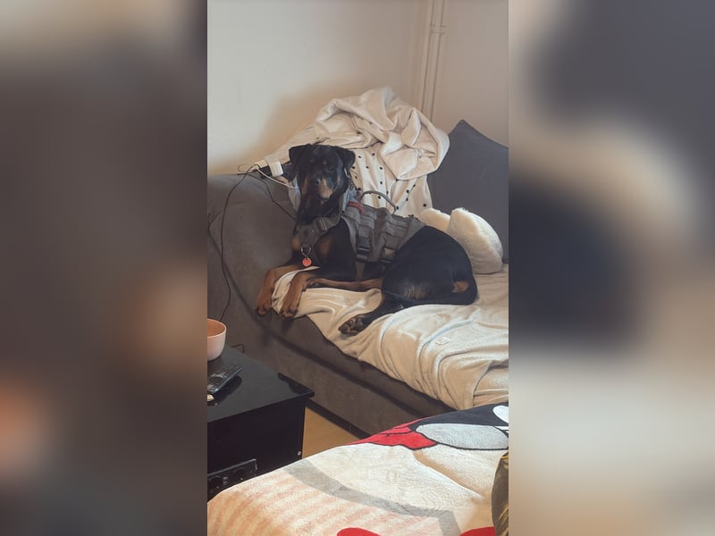 Rottweiler Hündin