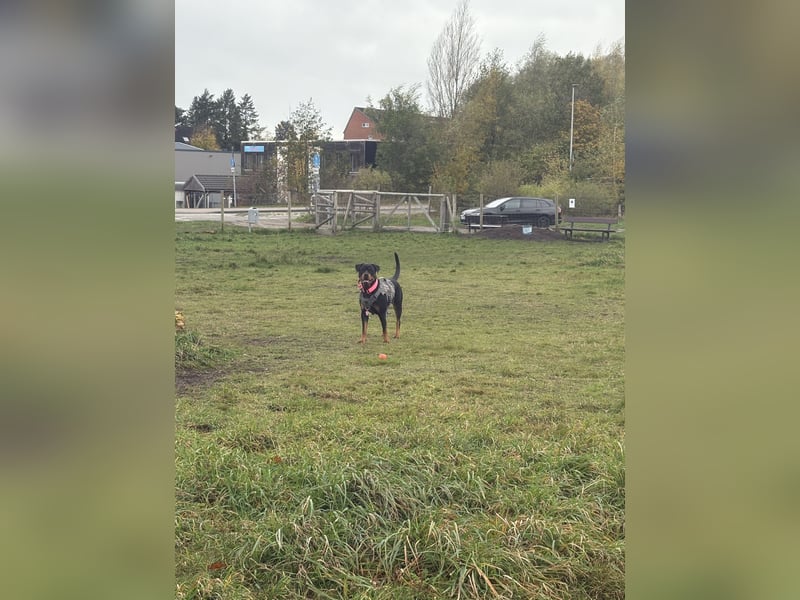 Rottweiler Hündin