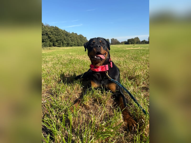 Rottweiler Hündin