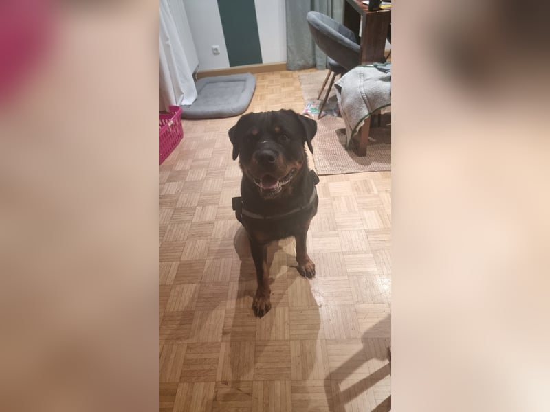 Rottweiler