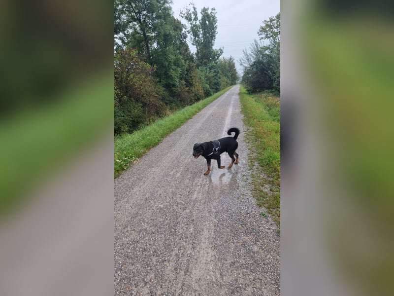 Rottweiler