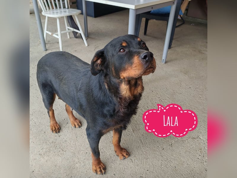 Lala möchte ein liebevolles Zuhause