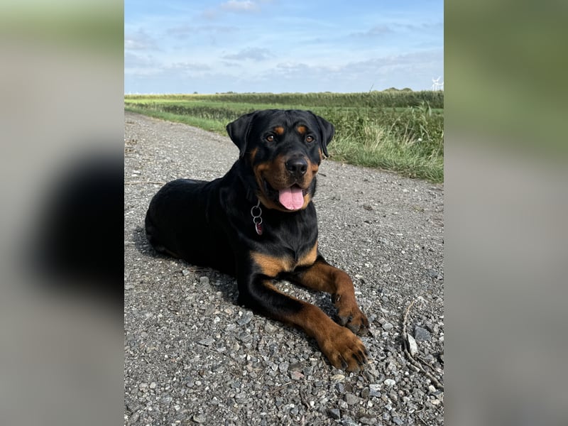 Lieber rüde sucht neues Zuhause
