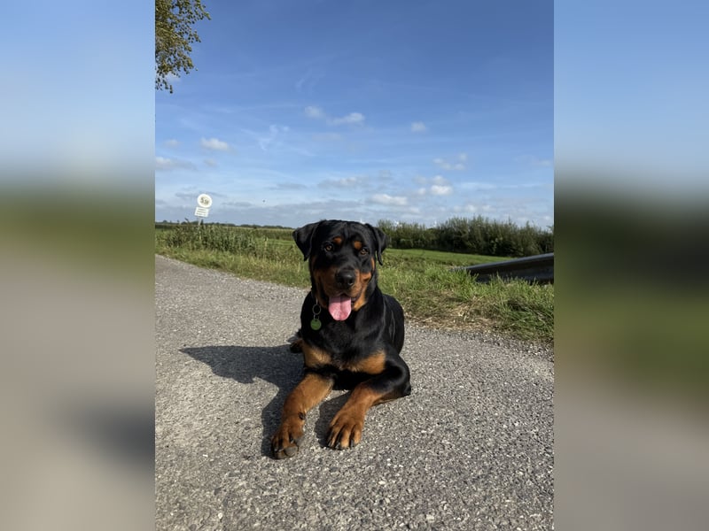 Lieber rüde sucht neues Zuhause