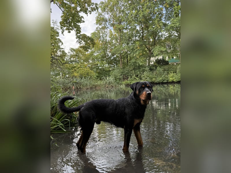 Lieber rüde sucht neues Zuhause