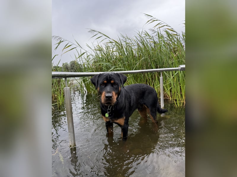 Lieber rüde sucht neues Zuhause