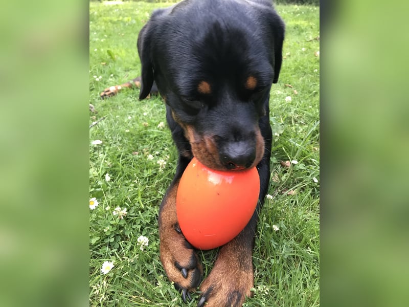 Sehr freundliche Rottweilerhündin sucht neues zu Hause