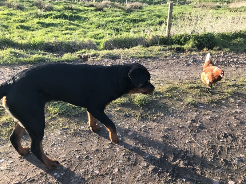 Sehr freundliche Rottweilerhündin sucht neues zu Hause