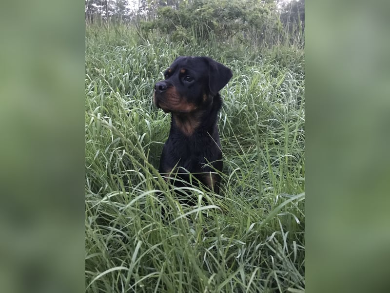 Sehr freundliche Rottweilerhündin sucht neues zu Hause