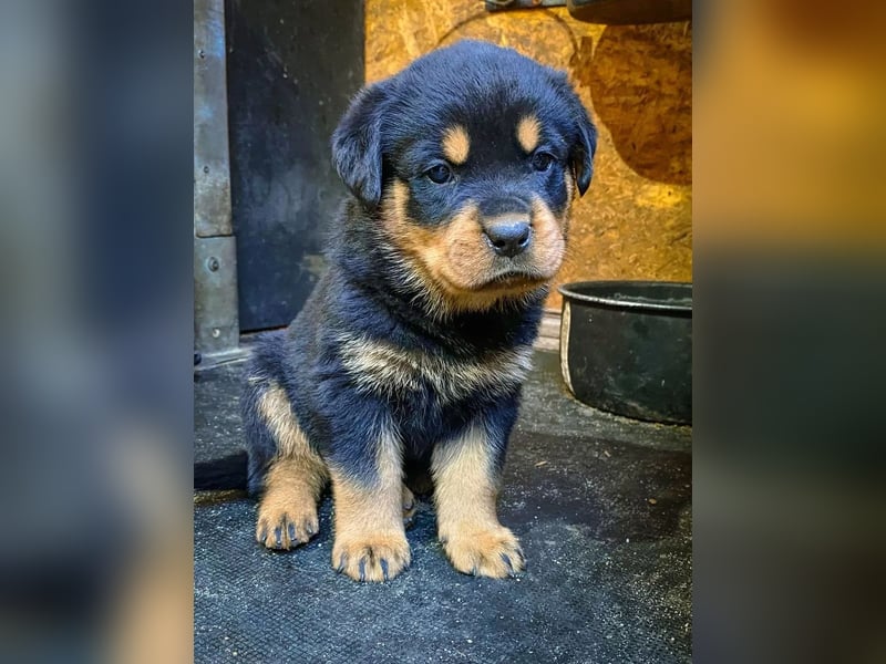 Rottweiler  Hündin – geimpft, entwurmt, gechipt, mit EU-Heimtierausweis