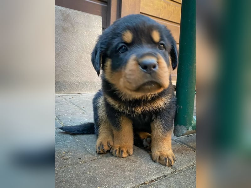 Rottweiler  Hündin – geimpft, entwurmt, gechipt, mit EU-Heimtierausweis