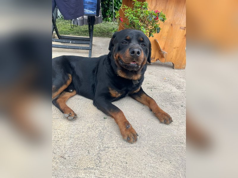 Diego