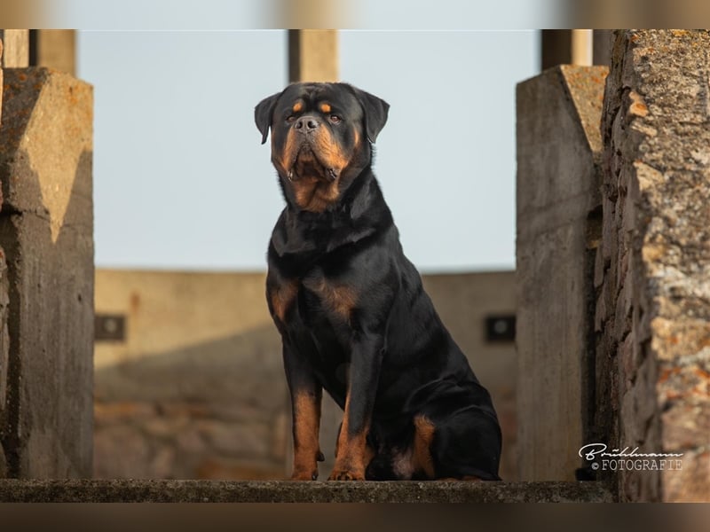 Rottweiler-Welpen, reinrassig mit Papieren