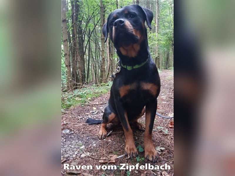 Rottweiler-Welpen, reinrassig mit Papieren