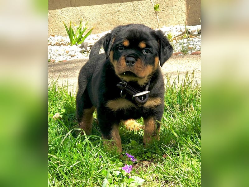 Typvolle Rottweiler