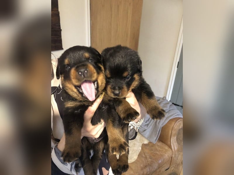 Rottweiler welpen