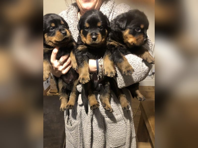 Rottweiler welpen