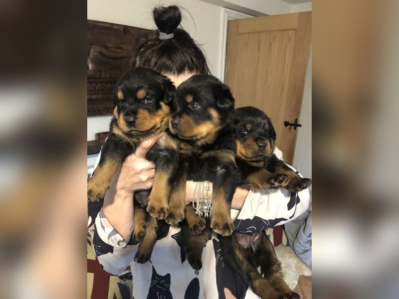 Rottweiler welpen