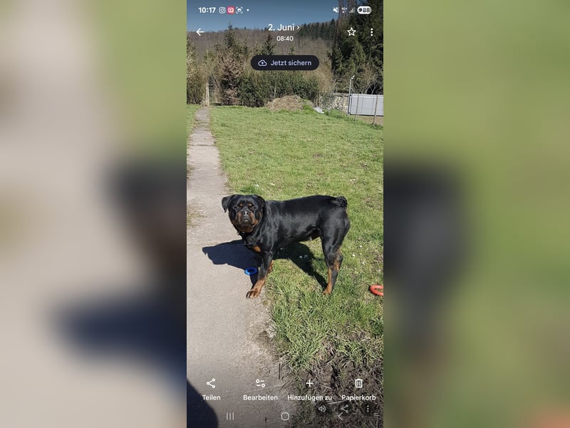 Mila sucht ein neues Zuhause 