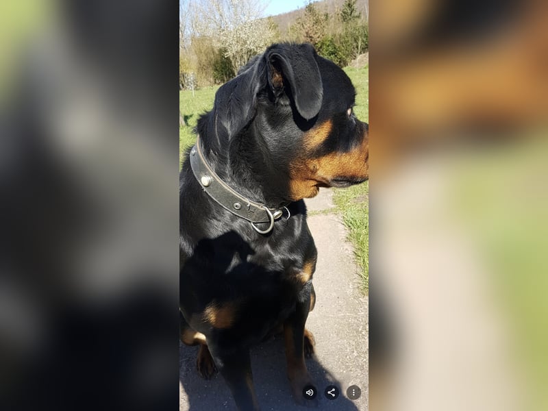Mila sucht ein neues Zuhause 