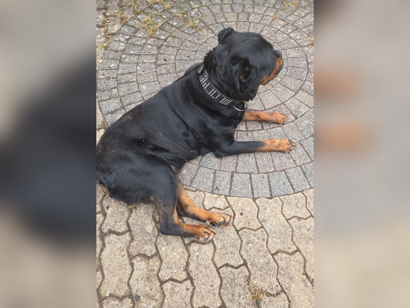 Mila sucht ein neues Zuhause 