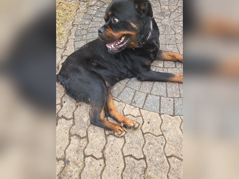 Mila sucht ein neues Zuhause 