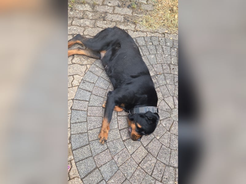 Mila sucht ein neues Zuhause 