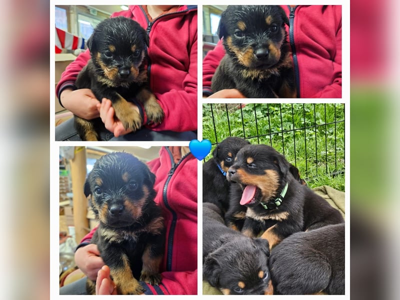 Rottweiler Welpen