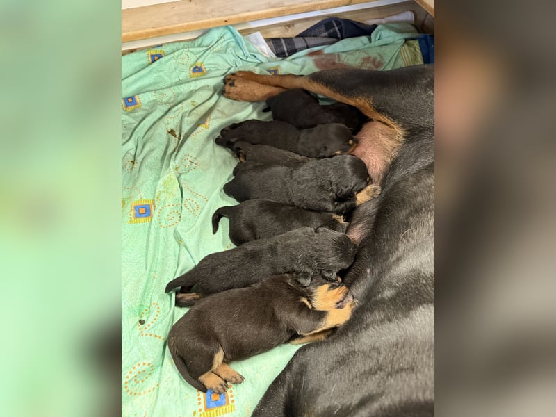 Rottweiler Welpen